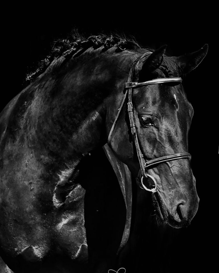 Warmblood Mare - Equine